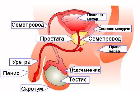 Анатомия организма мужчин