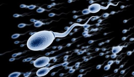Сперматозоиды в эякуляте