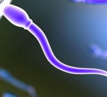Влияние мужской спермы на женский организм
