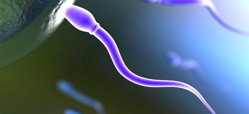 Влияние мужской спермы на женский организм